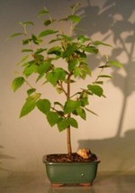 River  Birch Bonsai Tree  (betula nigra)  - £39.92 GBP