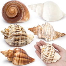 5Pcs Large Hermit Crab Shells Natural Sea Conch Size 3-4.5&quot; Opening Size... - $19.86