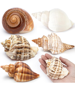 5Pcs Large Hermit Crab Shells Natural Sea Conch Size 3-4.5&quot; Opening Size... - $19.86