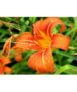 10 WILD DAYLILY fans/root systems - $13.95