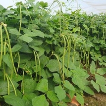 Yard Long Bean Bush Long Green Bean seeds Fresh Seeds From US - £9.75 GBP