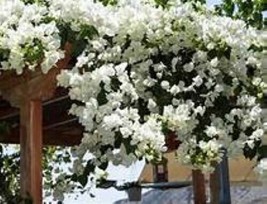 Keywest White Bougainvillea Small Well Rooted Starter Plant USA Seller - $39.58