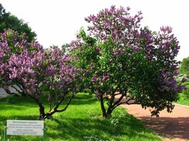 SG Common Lilac Tree Seeds (Syringa vulgaris) 150 seeds - $4.05
