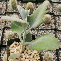 Cacti Kalanchoe Millotii cactus Succulent real live plant - £29.87 GBP