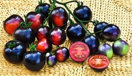 Rare Heirloom Indigo Blue Tomato Hybrid Seeds, Professional Pack, 100 Seeds / Pa - £2.99 GBP