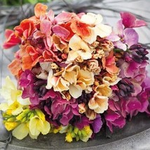 Fresh Seeds 50 Fair Lady Mix Wallflower seeds - $8.96