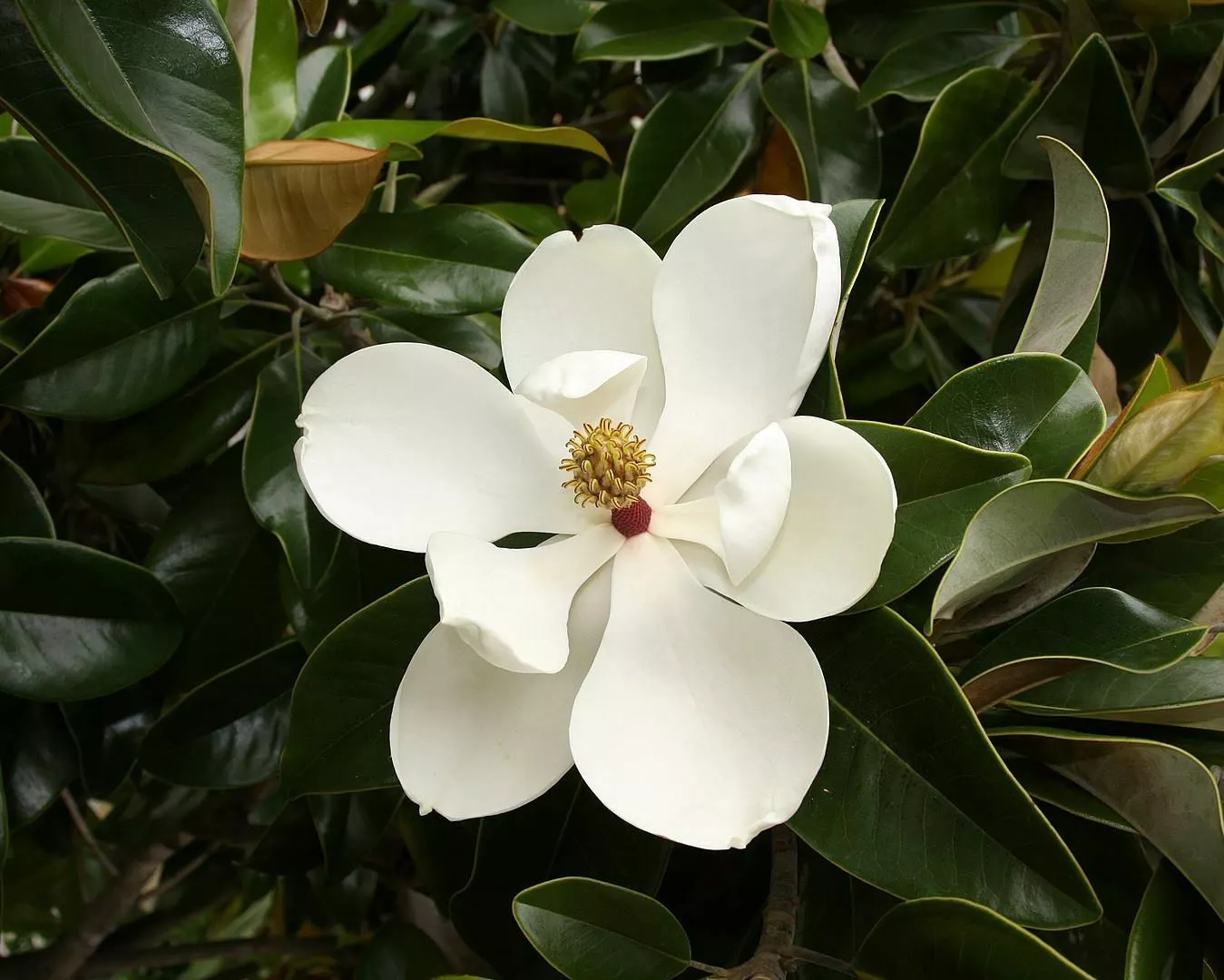 Magnolia Grandiflora - Southern Magnolia Tree beautiful Flower - £15.30 GBP