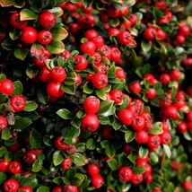 Cotoneaster Apiculatus Cranberry Cotoneaster 4 Inch Pot Size Plant Plant... - $47.90