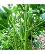 Garden Store 30 Star Of David Okra Seeds Non Gmo Gumbo Gombo Bendi #Okraseeds - $8.59