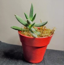 Fuzzy Succulent in Red Pot - Live Crassula Plant 2" Planter