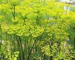 300 Fennel Seeds Fast Shipping - $8.99