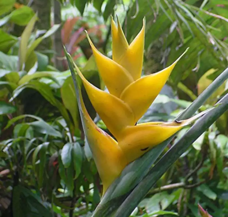 Heliconia champneiana &#39;Maya Gold&#39; Lobster Claw 10 Seeds - $15.26
