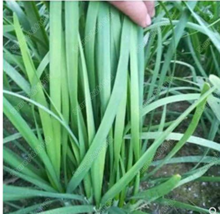 500 Seeds Chinese Broadleaf Chive Bonsai Potted Leek Plants Vegetables Four Seas - $8.81