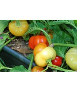 AW 25 Alma Paprika Pepper White Orange Red Hungarian Cherry Capsicum See... - $15.30 CAD