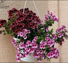 10 Seeds Geranium Martha Washington Mixed Redish Black And Pink Purple Semidoubl - $10.87