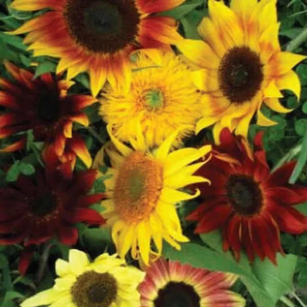 Sunflower 25 Seeds All Sorts Mix Mixture Flower seeds Non-GMO From US - $7.99