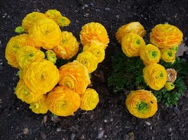 20 Yellow Ranunculus Asiaticus Persian Buttercup Flowers Seeds for Garden - £8.04 GBP