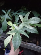Philodendron Florida ghost mint for 5 plants - $100.00