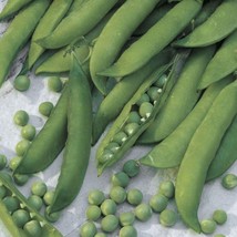 Usa Seller Mr. Big Garden Pea Seeds Fast Shipping - $11.24