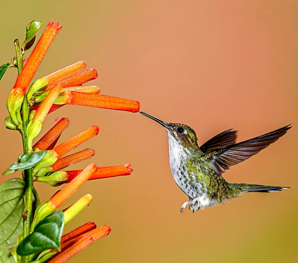 1200+ Wildflowers Seeds Spring Hummingbird Mix Butterfly Pollinators Bees - $5.13
