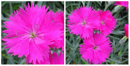Neon Star Dianthus - Cottage Pinks - Fragrant/Hardy Groundcover - Quart Pot - C2 - $56.83