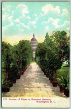 Avenue of Palms Botanical Gardens Washington DC UNP Unused DB Postcard H10 - £5.43 GBP