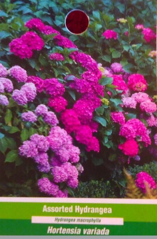 Assorted Hydrangea Pink Purple Red Blue Large Flower Plant Easy Grow Plants Now - $63.00