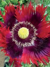 500 Seeds Poppy Jimi’s Flag Purple Red Breadseed Poppies Huge Pods Organic Grow - £8.58 GBP