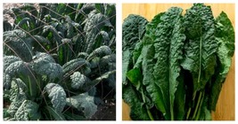 Lacinato Kale Seeds Dinosaur Kale Italian Kale 400 Seeds - £13.34 GBP