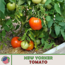 New Yorker Tomato Seeds, Heirloom, Cold Tolerant, Non-GMO, Genuine USA 100 Seeds - £10.37 GBP