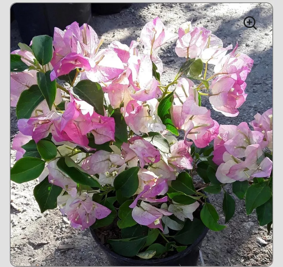 1 Live Starter Plant BAMBINO BI COLOR PINK Bougainvillea Flower for Garden - $44.00