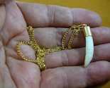 (G170-44) 1-1/8&quot; Alligator Tooth Teeth Gold plated brass capped pendant ... - $19.62