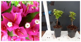 starter/plug plant Well Rooted PINK PIXIE Live Bougainvillea Plant - £32.16 GBP