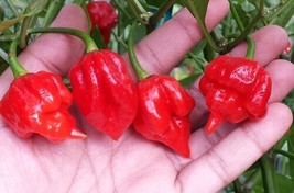 SR12Store 20 Super Scorpion Butch T Red Premium Nongmo Pepper Seedsb 13 US Produ - $8.62