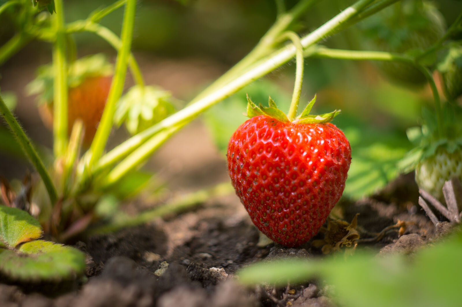 20 Everbearing Eversweet Strawberry Plants - Outstanding flavor! (20 Bare Root