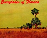 Sawgrass and Palmetto Clumps Everglades Of Florida FL UNP Chrome Postcard - $2.92