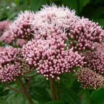 Fresh New 20 Hemp Agrimony Eupatorium Cannabinum Raspberries &amp; Cream Flo... - £11.13 GBP