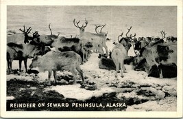 Reindeer on Seward Peninsula AK Alaska UNP  Greycraft Postcard C17 - £12.37 GBP