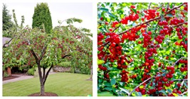40 Evans Cherry Tree Seeds (Prunus cerasus &#39;Evans&#39;) Tasty, Edible, Tart Fruits - £14.90 GBP