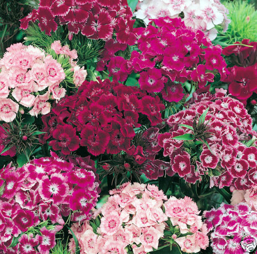 1 Oz Mixed Sweet William Seeds Bulk Sweet William Seeds Approx 26000 See... - £20.05 GBP