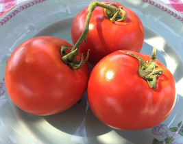Homestead Tomato 100 - 6400 Seeds Heirloom Survival Huge Heavy Producer! Slicing - $1.81+