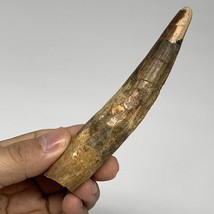 50.1g, 5&quot;X0.8&quot;x 0.8&quot;, Rare Natural Fossils Spinosaurus Tooth from Morocco, F3154 - £188.72 GBP