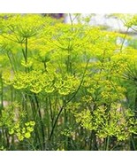 ADW 300 Fennel Seeds Fresh Harvest Fast Growing - $17.95 CAD