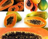 6 Of The Most Delicious Papaya Varieties 10 Seeds - £4.73 GBP
