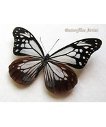 Rare Chestnut Tiger Parantica Sita Real Butterfly Framed Entomology Shadowbox - $54.99