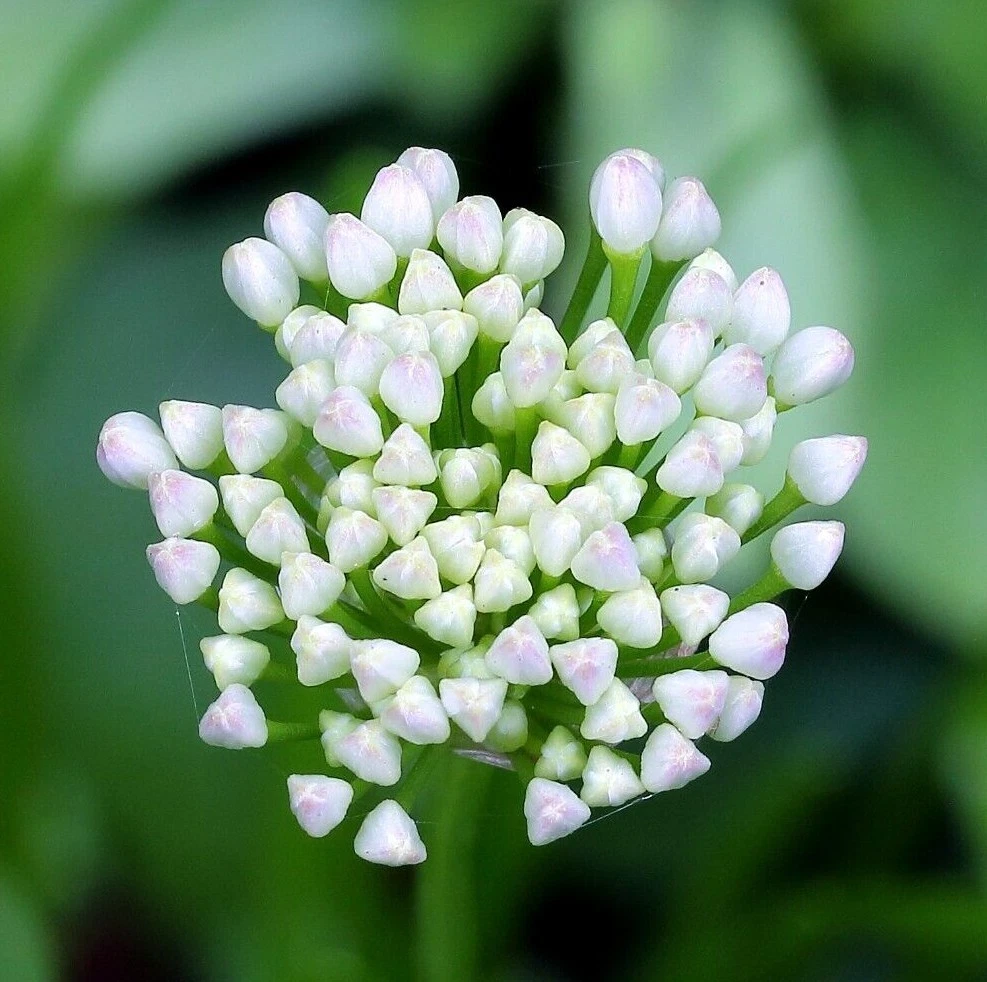 GERMAN GARLIC Seeds *FREE Shipping* Allium senescens Perennial Flower Seed - $0.36