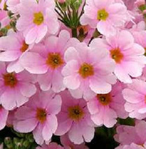 100 Primrose Seeds Primula Malacoides Pink Fairy Primrosegarden Beautiful USA Se - £13.18 GBP