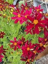 2000 Dwarf Red Plains Coreopsis Seeds Drought Heat Pollinators Native Wildflower - £14.08 GBP