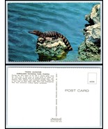 Vintage Postcard - Young Baby Alligator Sitting On Rock In Water N46 - £3.12 GBP