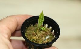 LUDISIA DISCOLOR "GREEN" SMALL JEWEL ORCHID POTTED - $27.00